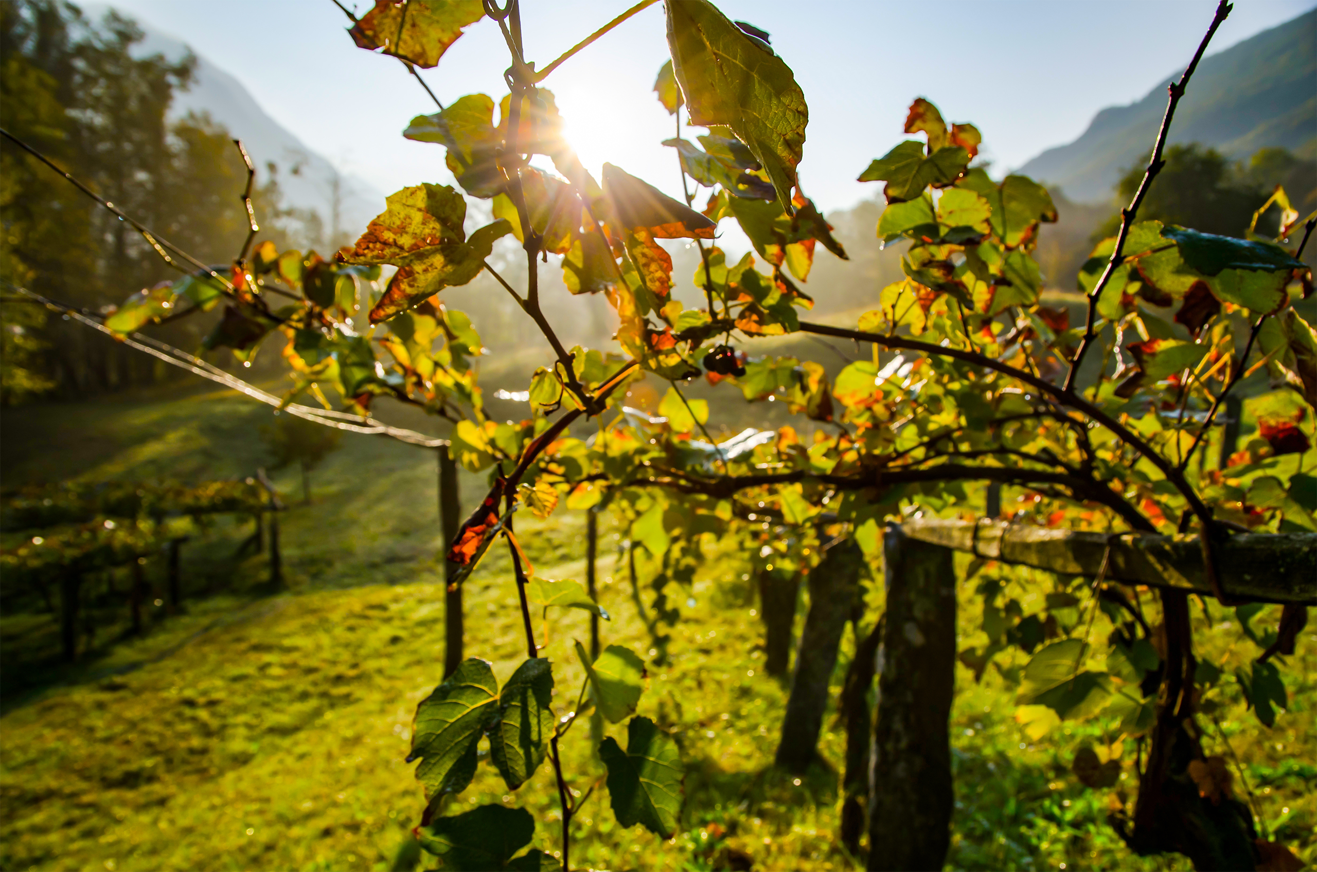 Photo 12 - Alp Art Hotel L'hiver en Chablais - Alp Art Hotel